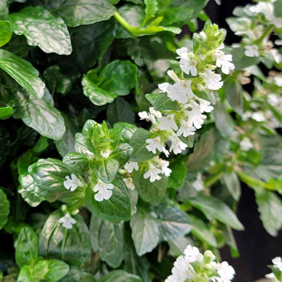 Ajuga reptans Nova 'White' (Bugleweed)