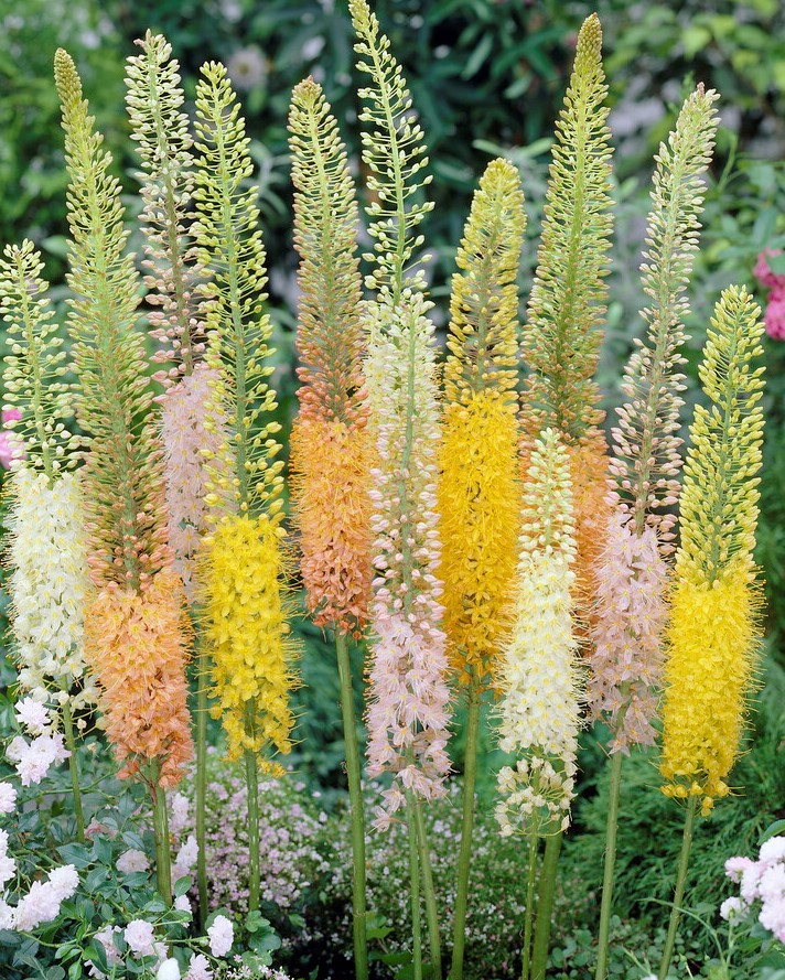 Eremurus 'Ruiter hybrids'