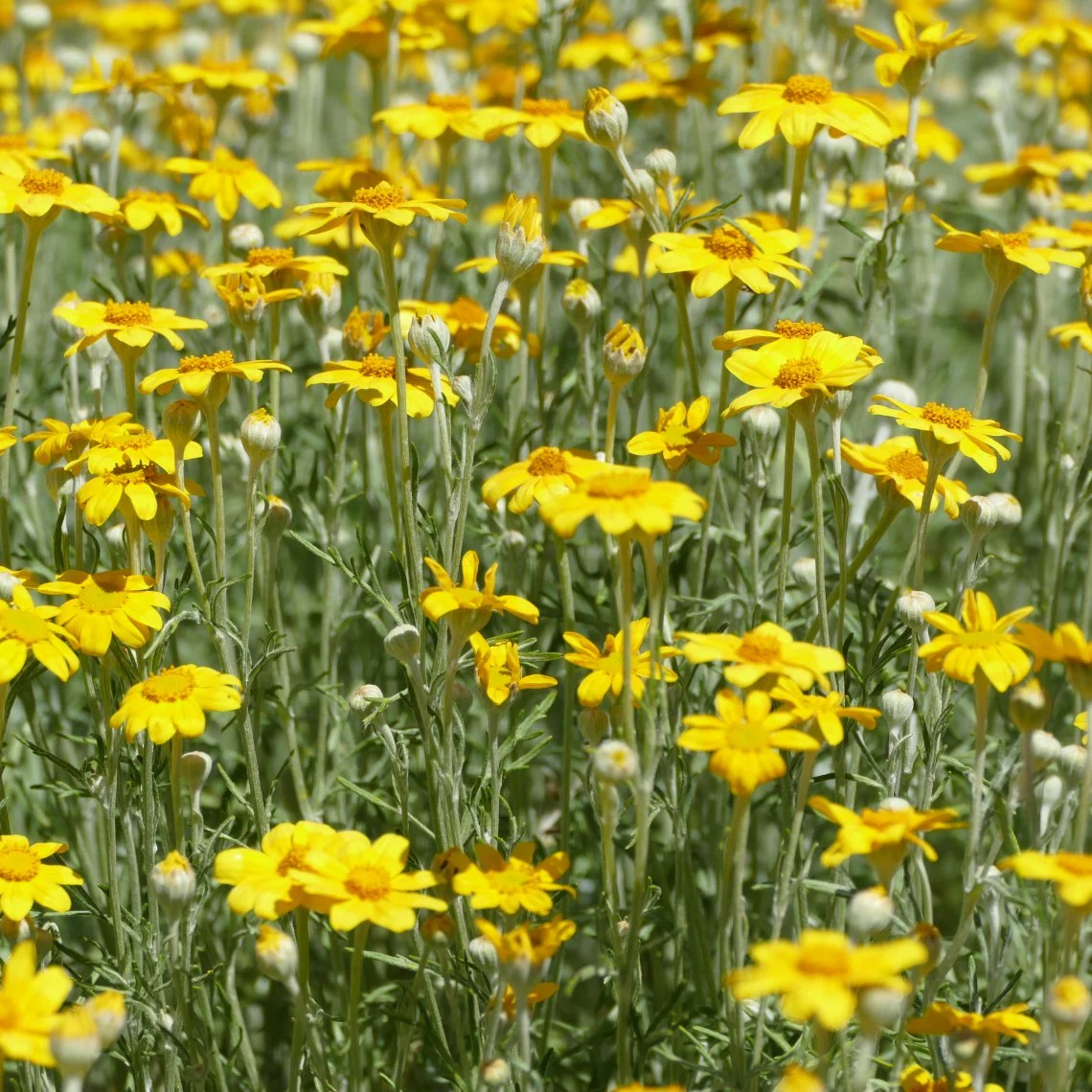 Eriophyllum lanatum
