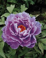 Paeonia suffruticosa 'Kamada Nishiki' (Tree peony)