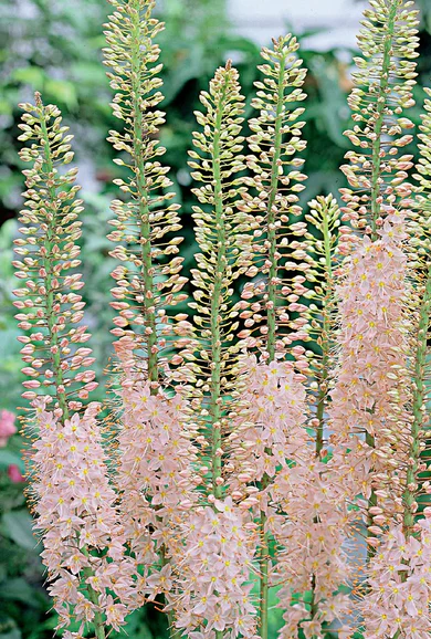 Eremurus - Pink (Foxtail Lily)