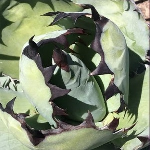 Agave titanota 'Black and Blue'