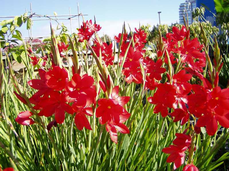 Schizostylis coccinea (Crimson Flag Lily)