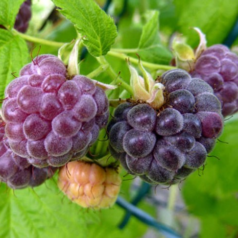 Rubus 'Glencoe' (Thornless Raspberry)
