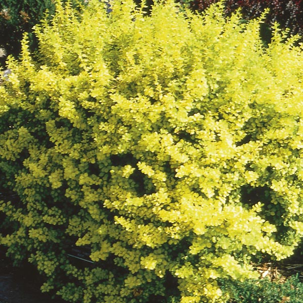 Berberis thunbergi 'Aurea Nana' (Barberry)