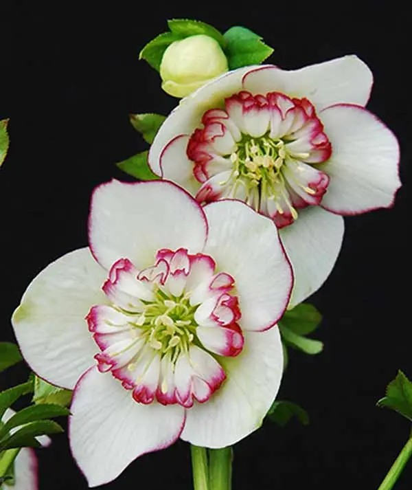 Helleborus 'Picotee Pearl'