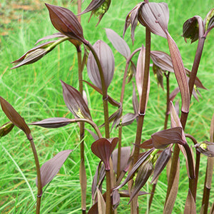 Disporum long. 'Night Heron'