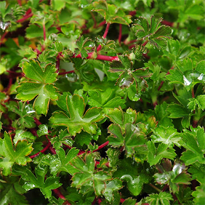 Alchemilla ellenbeckii (Carpet Lady's Mantle)