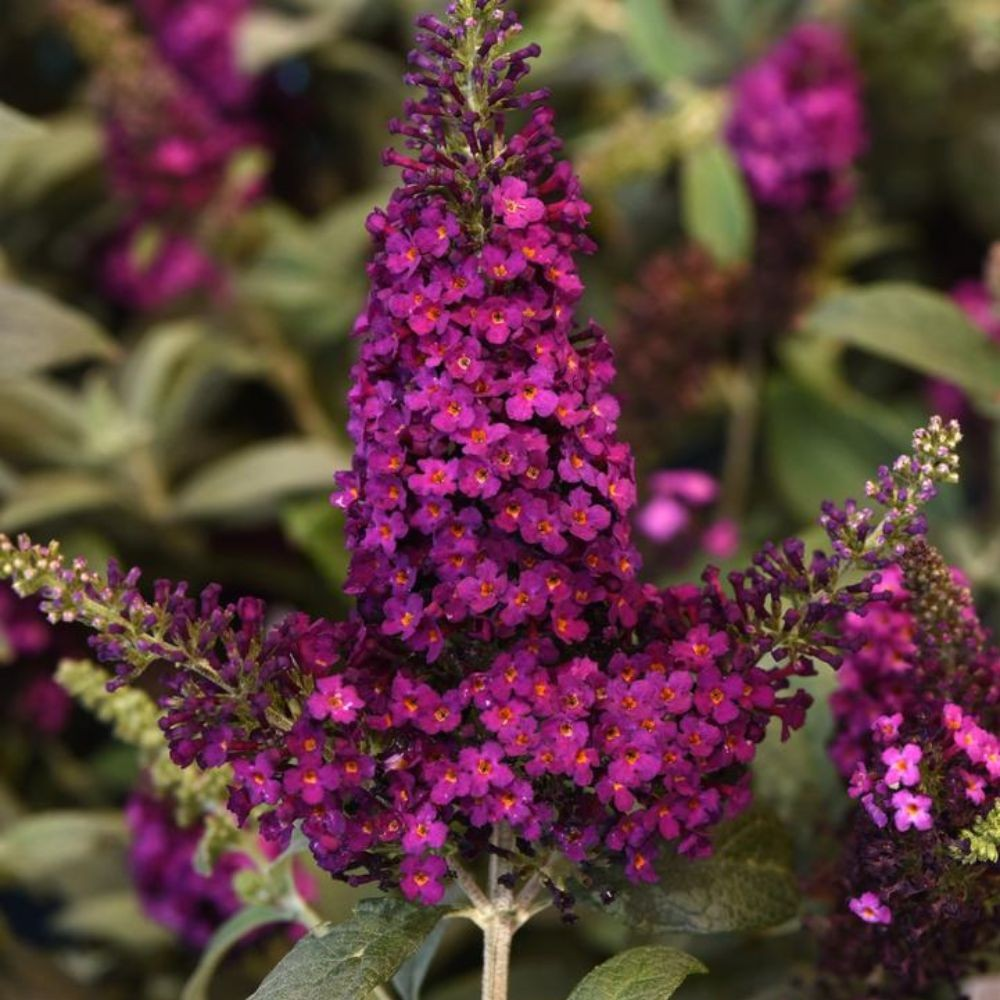 Buddleia 'Chrysalis Cranberry' (Butterfly Bush)
