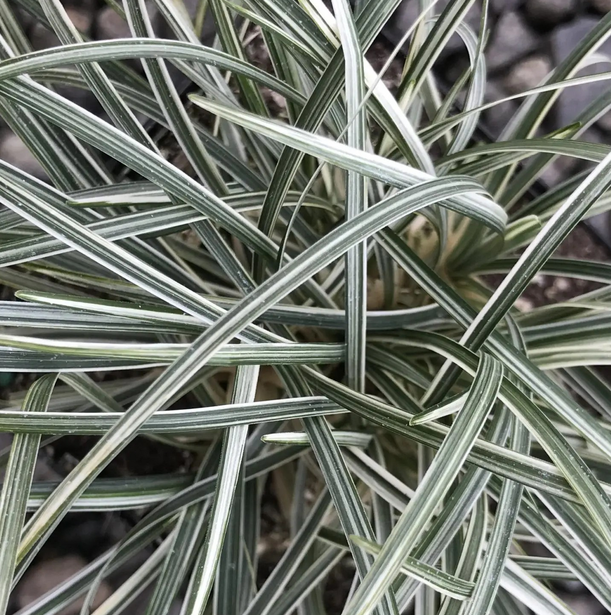 Ophiopogon japonicus 'Variegatus'