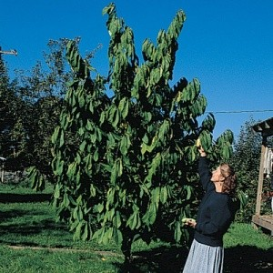 Asimina triloba 'Mango' (Pawpaw)