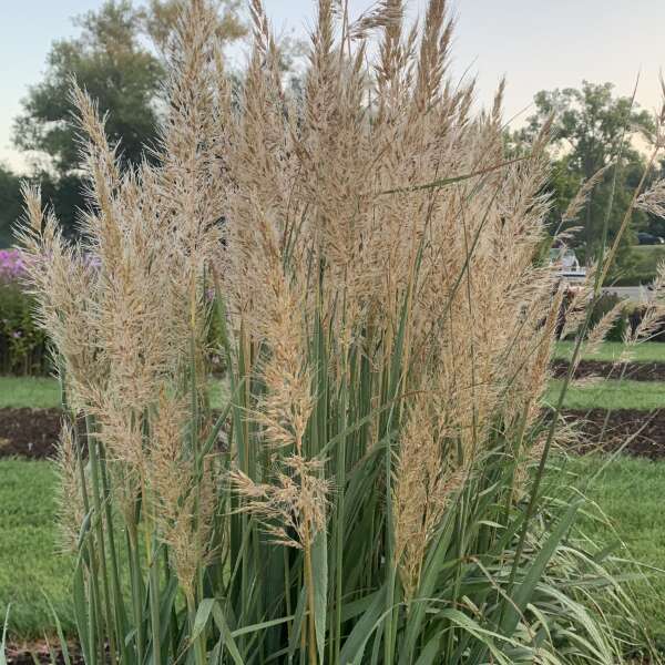 Sorghastrum nutans 'Golden Sunset' / 'MNYG318153' (Yellow Prairie Grass)