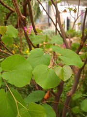 Cercis siliquastrum (Judas Tree)