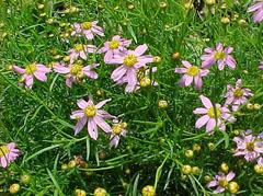 Coreopsis rosea 'American Dream'