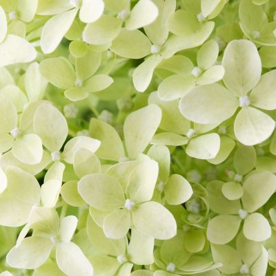 Hydrangea paniculata 'Magical Lime Sparkle'