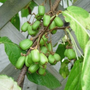 Actinidia kolomikta 'Emerald' (FEMALE kiwi)