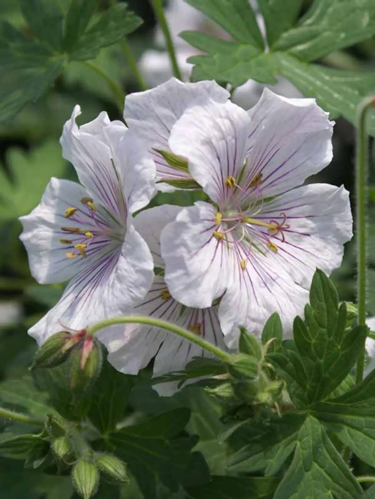 Geranium himalayense 'Derrick Cook' (Cranesbill)