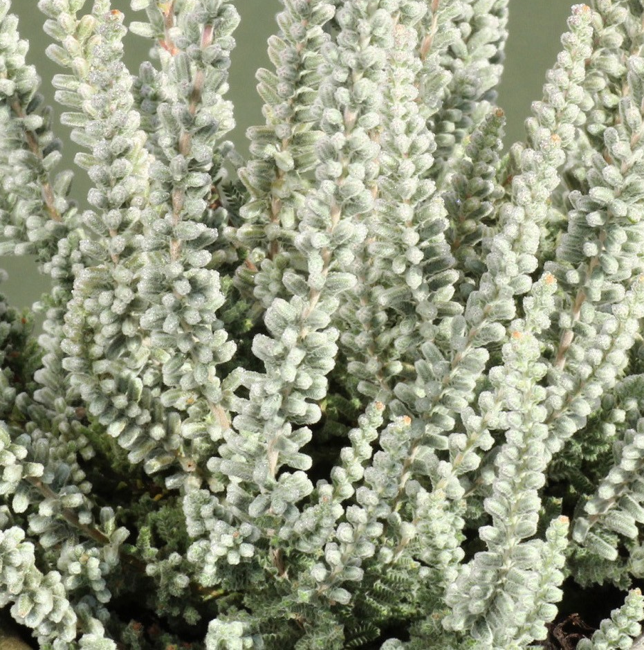 Calluna vulgaris 'Zilly'
