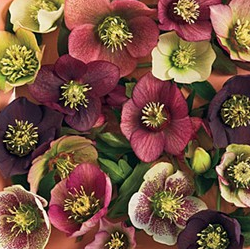 Helleborus 'Sunshine Selection'