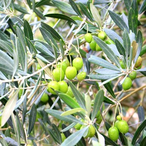 Olea europaea 'Premier' (Olive)