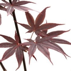 Acer palmatum 'Shojo' (Japanese Maple)