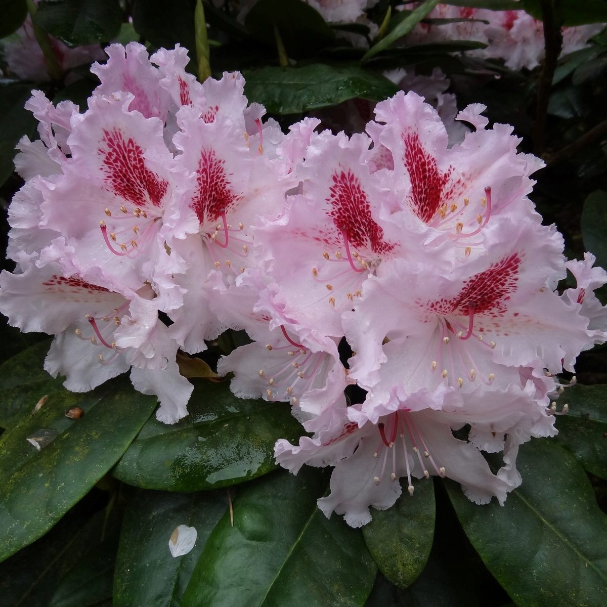 Rhododendron 'Le Progress'