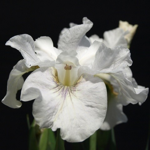 Iris sibirica 'Not Quite White'