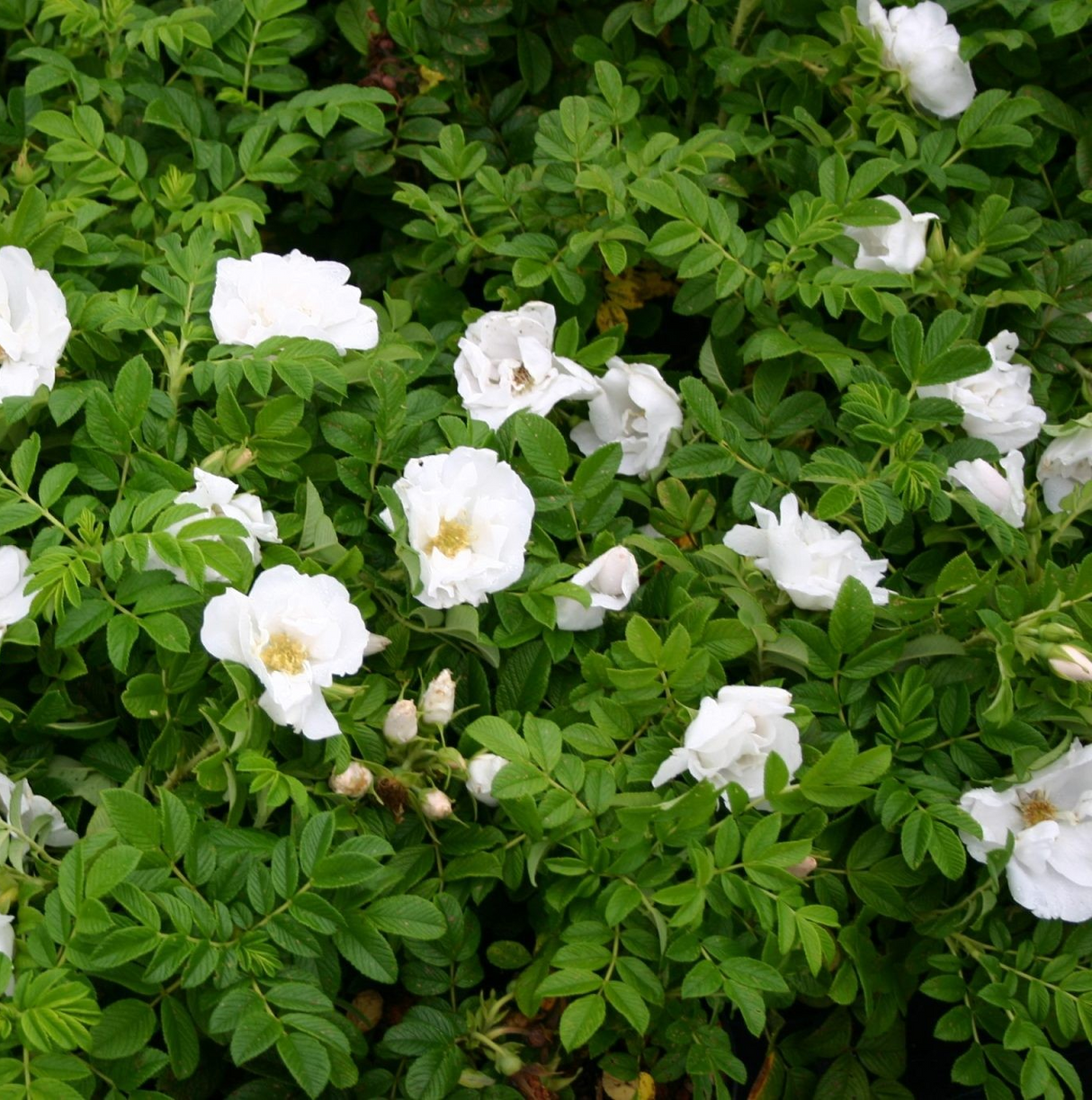 Rosa rugosa 'White Pavement'