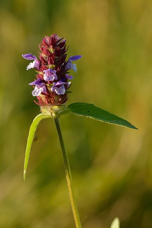 Prunella vulgaris ssp. lanceolata (Self-heal)
