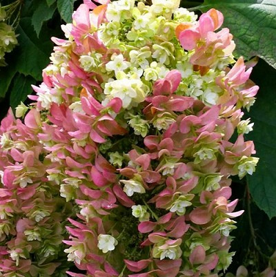 Hydrangea quercifolia 'Snowcicle'