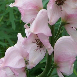 Aconitum napellus 'Rubellum' (Monkshood)