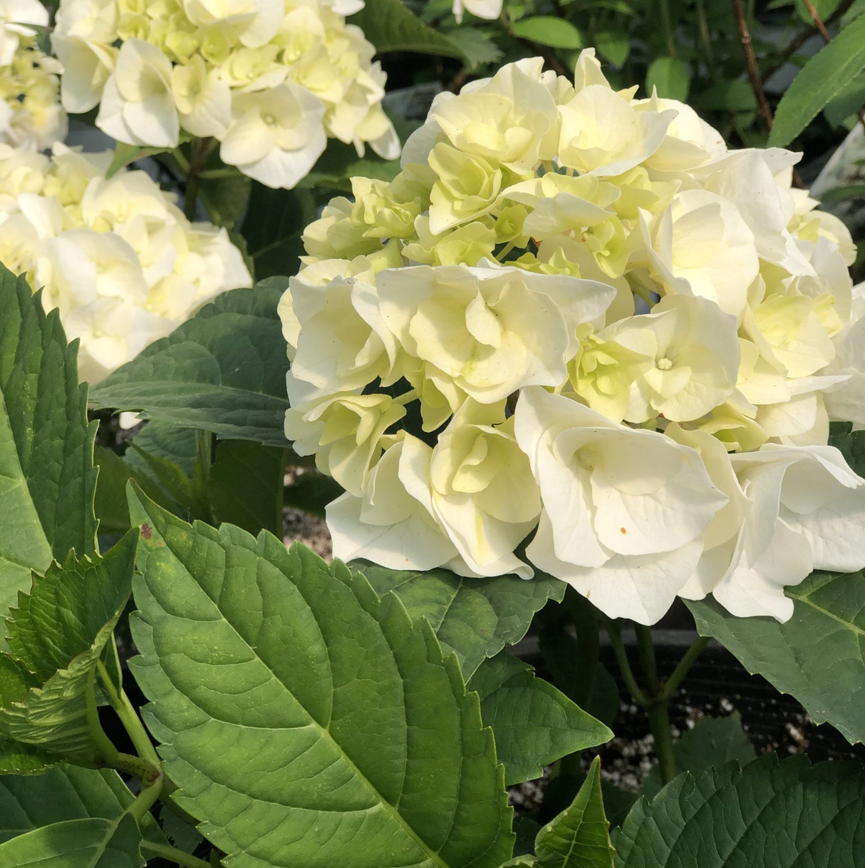 Hydrangea macrophylla 'Vanilla Sky'