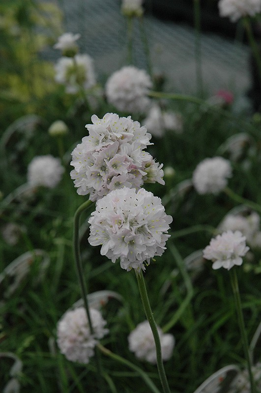 Armeria maritima 'Alba'