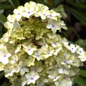 Hydrangea aspera 'Elegant Sound Pavilion'
