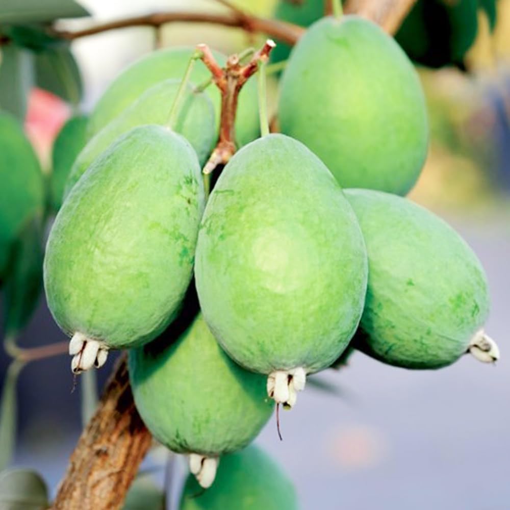 Feijoa/ Acca sellowiana 'Kaiteri' (Pineapple Guava)