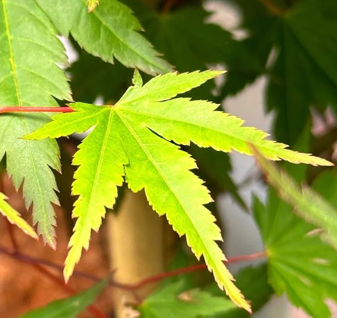 Acer palmatum 'Limelight' (Japanese Maple)