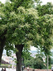 Castanea sativa (Sweet Chestnut)