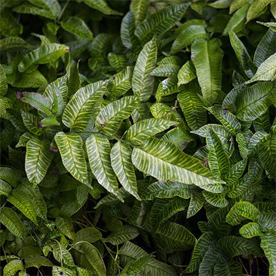 Coniogramme emeiensis 'Golden Zebra' (Bamboo Fern)