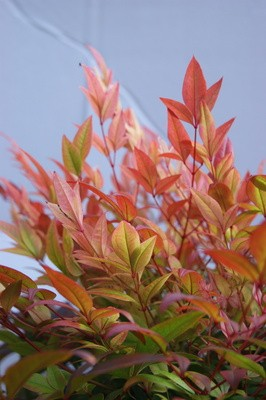 Nandina domestica 'Sunset Boulevard'