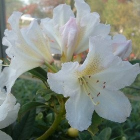 Rhododendron 'Silver Six Pence'