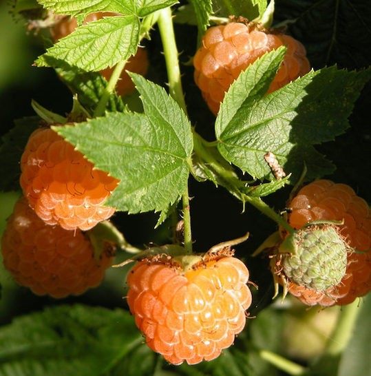 Rubus idaeus 'Honey Queen' (Everbearing Raspberry)
