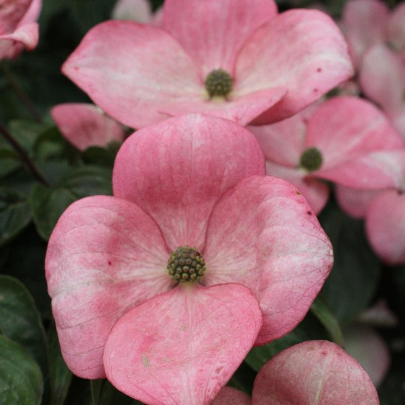 Cornus kousa 'Schmred' / 'Heart Throb' (Pink Flowering Dogwood)