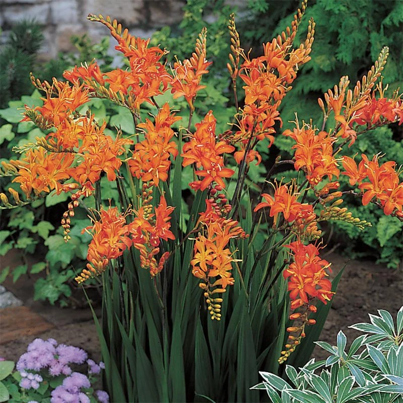 Crocosmia masoniorum