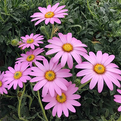 Osteospermum 'Mandy' (Mandy African Daisy)