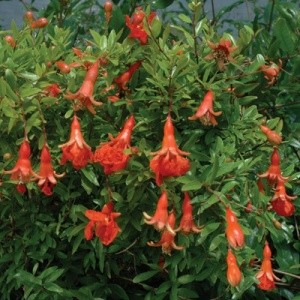 Punica granatum 'Sochi Dwarf' (Pomegranate)