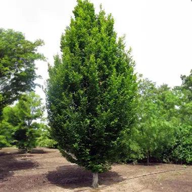 Carpinus x Skylark (Hornbeam)