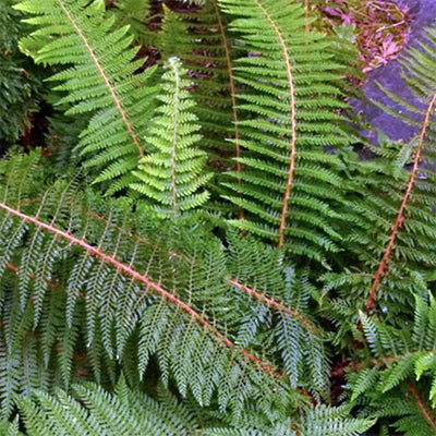 Polystichum setiferum 'Divisilobum'