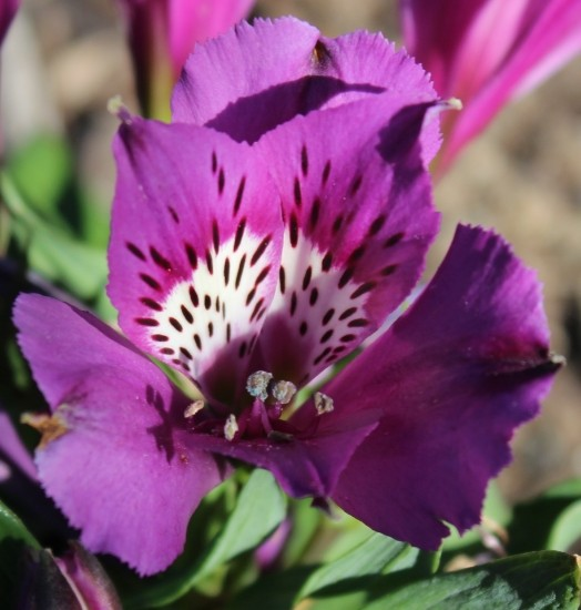 Alstroemeria Inticancha 'Indigo' (Dwarf Peruvian Lily)