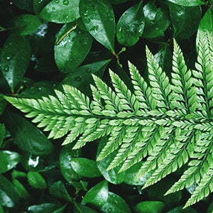 Polystichum tsus-simense 'K-rex' (Korean Rock Fern)