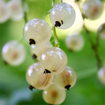Ribes spicatum 'Swedish White'